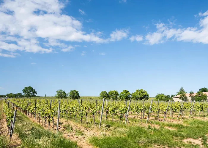 Im Weinberg Dom wakacyjny Kallstadt